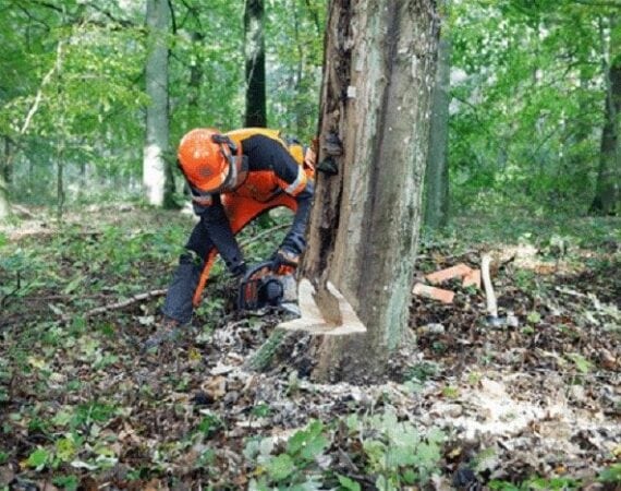 Нормы и правила удаления деревьев в Московской области
